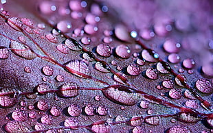 macro photography of water droplets HD wallpaper