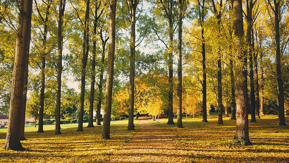 yellow and green leafed trees, nature, forest, trees, summer HD wallpaper