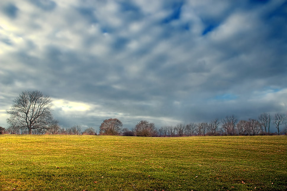 bare trees under cloudy sky HD wallpaper