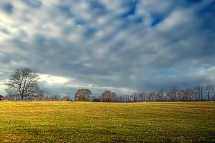 bare trees under cloudy sky