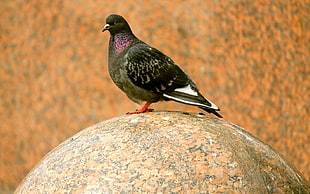 black pigeon