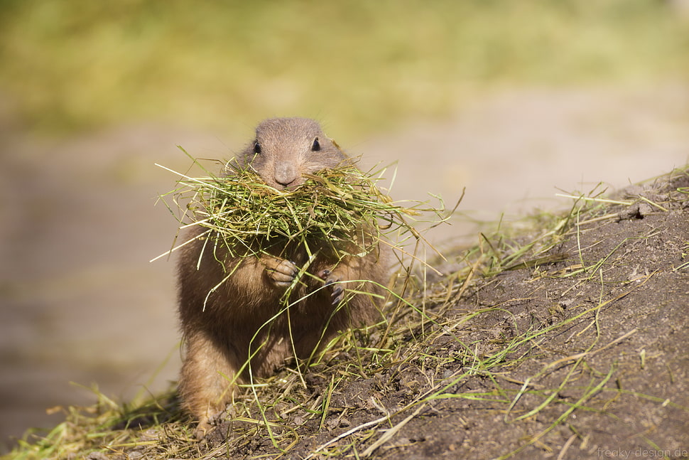 brown squirrel eating grass HD wallpaper