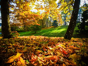 brown and yellow leaves beside tree during daytime HD wallpaper