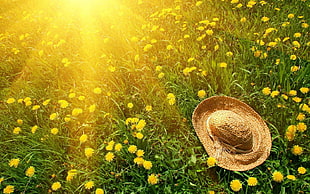 straw hat on flower field HD wallpaper