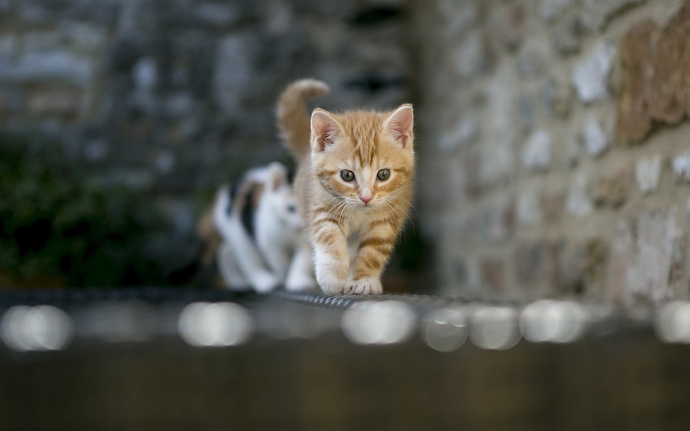 closeup photography of brown kitten standing beside brown concrete wall HD wallpaper