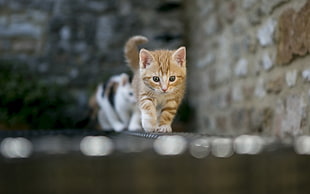 closeup photography of brown kitten standing beside brown concrete wall