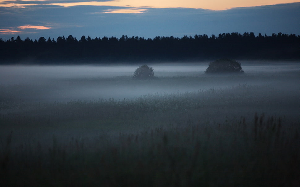 grass field covered in fog HD wallpaper