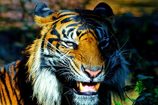 close-up photo of a tiger HD wallpaper