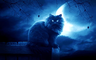 long fur cat sitting on wood under cloudy sky and crescent moon