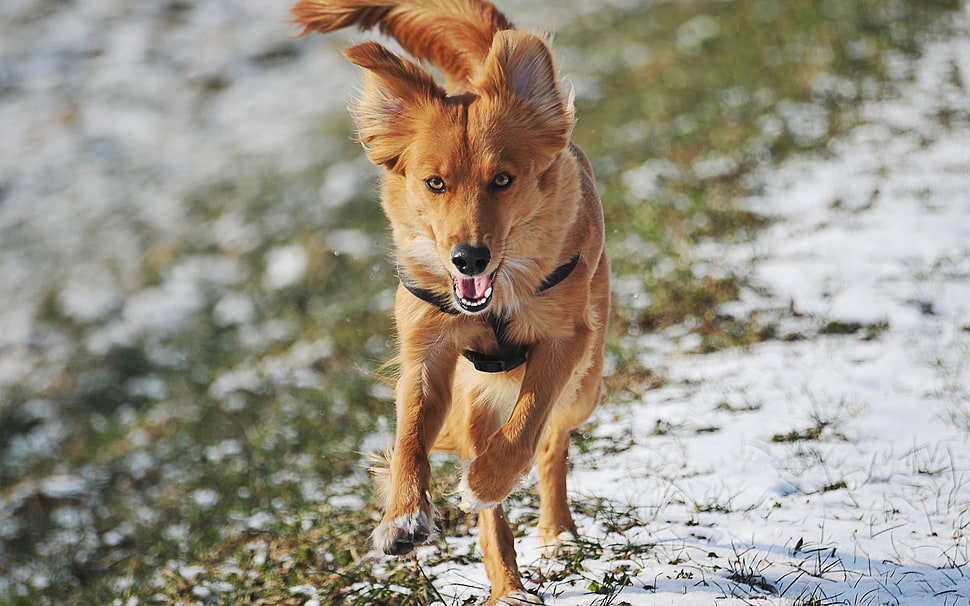 photography of brown fox HD wallpaper