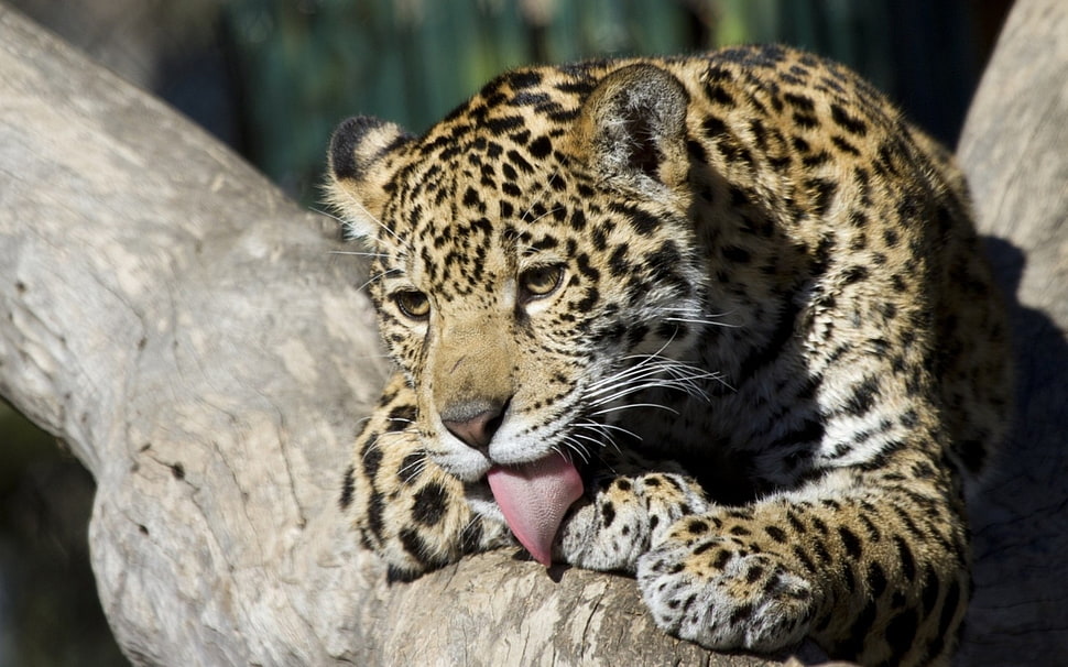 selective focus photography of leopard on tree branch HD wallpaper