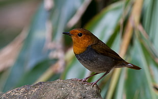 closeup photography of European robin