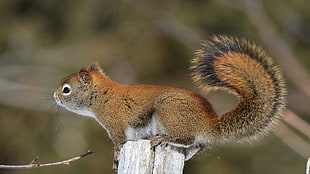 animal photography of brown squirrel