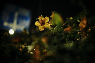 yellow petaled flowers, photography, nature, macro, lights