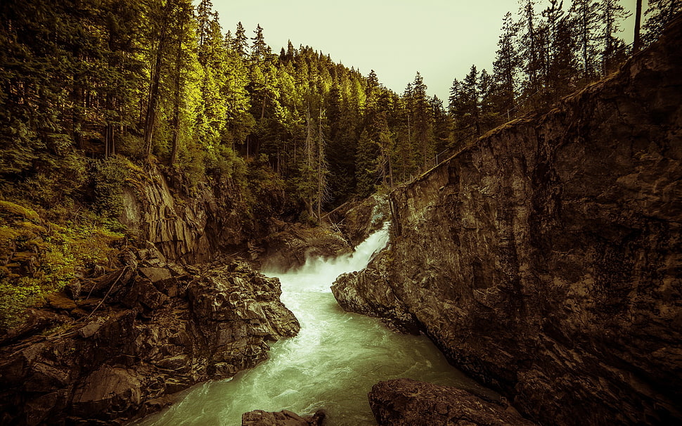 pine trees, landscape, trees, forest, river HD wallpaper