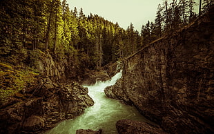 pine trees, landscape, trees, forest, river