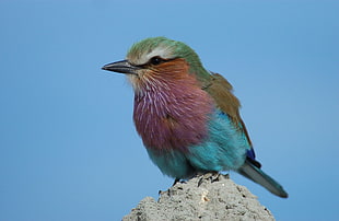 multicolored bird, nature, animals, birds