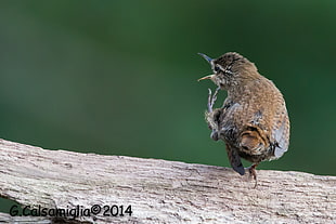 shallow focus photography of brown bird during daytime, wren HD wallpaper