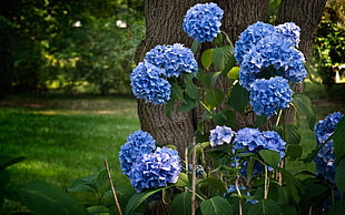 blue Hydrangea flowers at daytime under tree