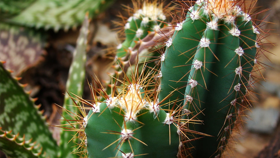 close-up photography of green cactus plant HD wallpaper