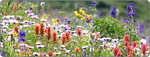assorted flower field during daytime