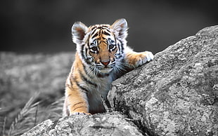 tiger cub, tiger, animals, baby animals HD wallpaper
