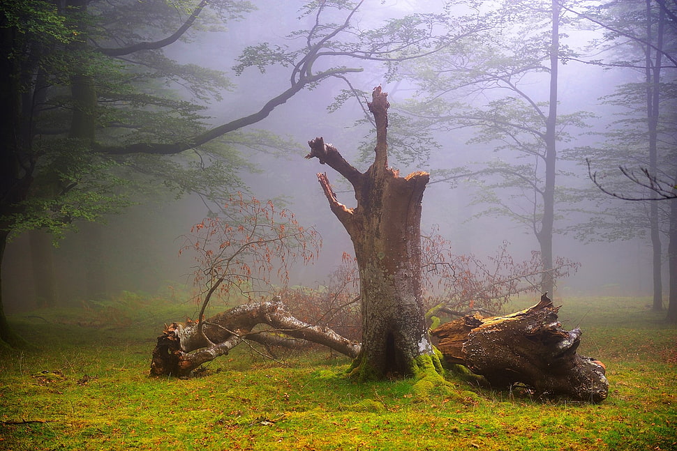 brown tree trunk, trees, landscape HD wallpaper