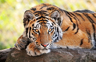photo of brown and black Tiger