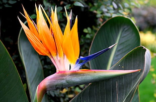 close up photo of yellow Bird of Paradise flower