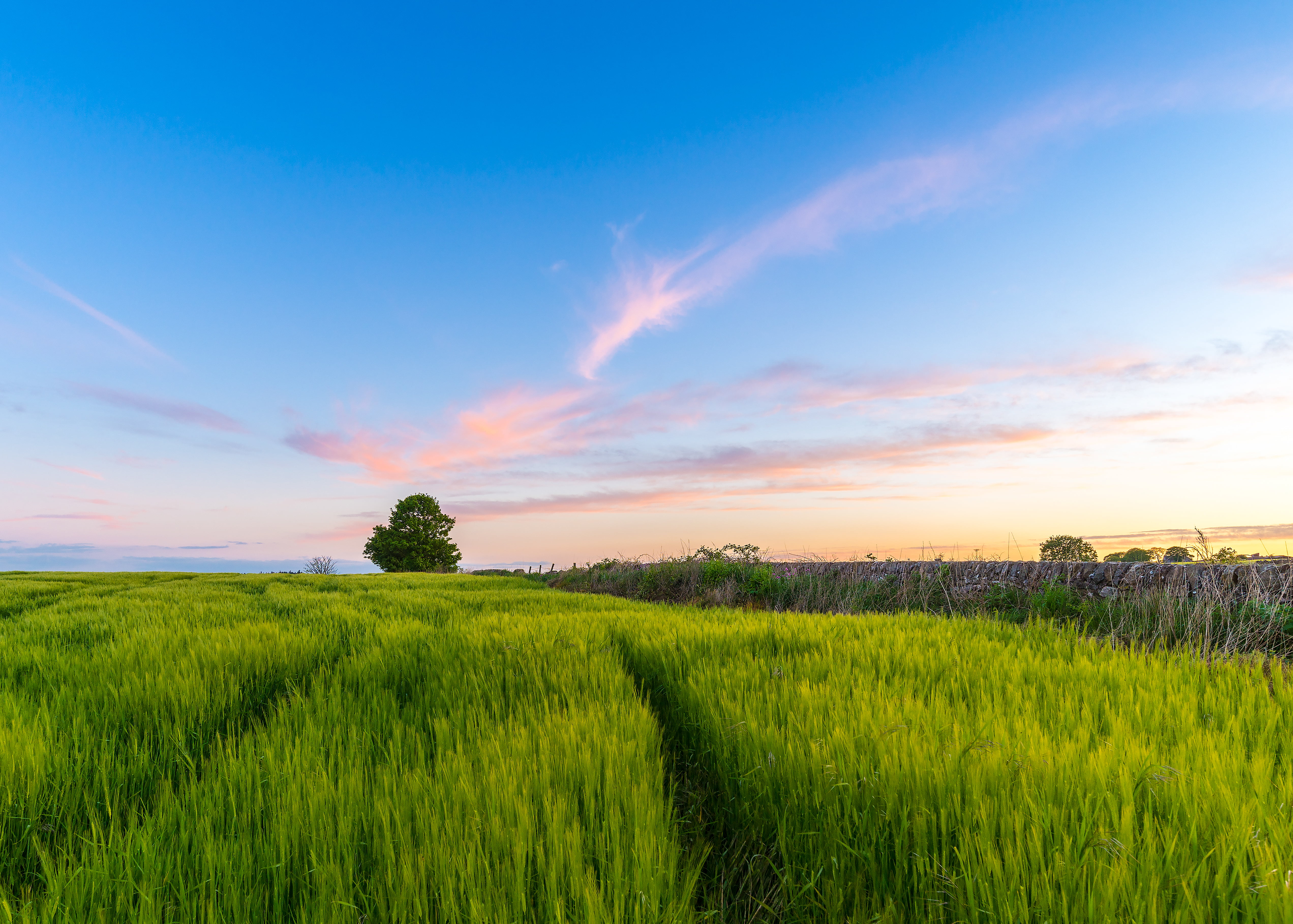 Photography of a green rice field HD wallpaper | Wallpaper Flare