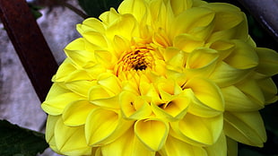 yellow flower, flowers