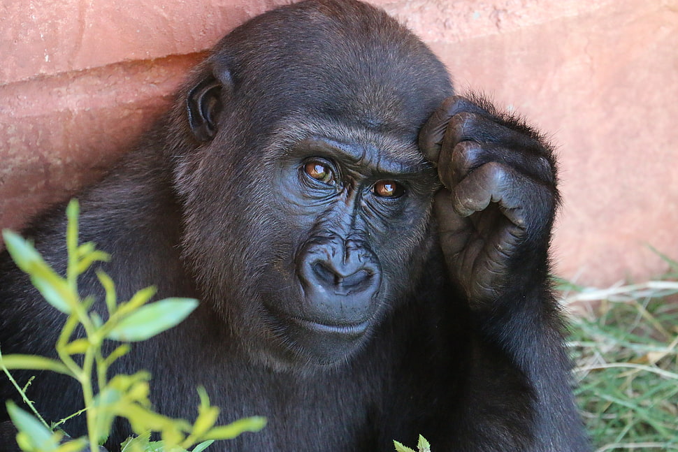 monkey HD wallpaper