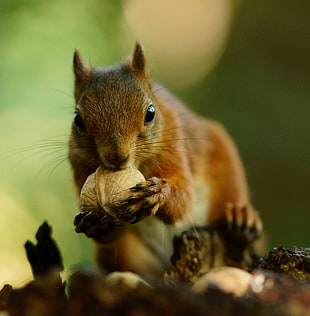 brown squirrel eating acorn in tilt-shift photography