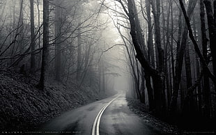 bare trees, mist, black, road, trees