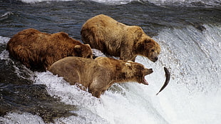 three brown bears, nature, animals, Grizzly Bears, fish HD wallpaper