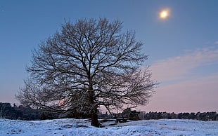 photo of leafless tree in snow field HD wallpaper