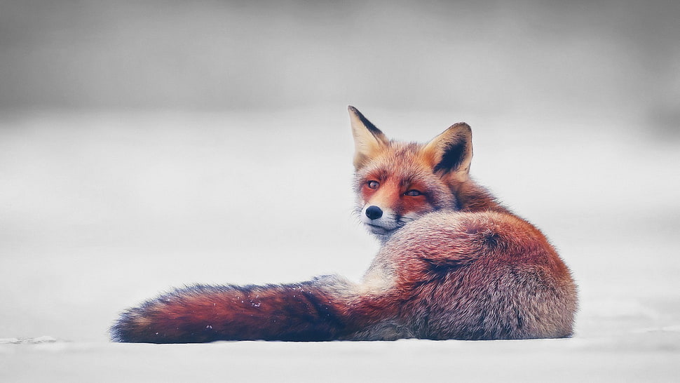 red fox, fox, simple background HD wallpaper