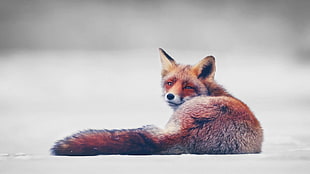 red fox, fox, simple background