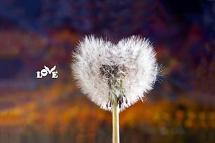 white dandelion with love text overlay HD wallpaper