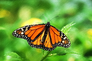 focus photo Monarch butterfly