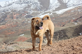 brown short-coat adult dog