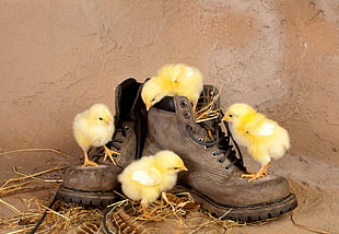 pair of gray-and-black leather work boots with four yellow chicks HD wallpaper