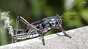 closeup photography of robotic insect