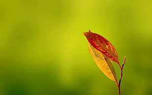 depth of field photography of brown and red leaves