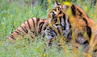 depth of field photography of Bengal Tiger HD wallpaper