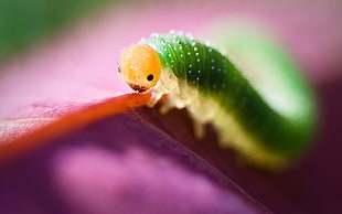 green and yellow caterpillar HD wallpaper