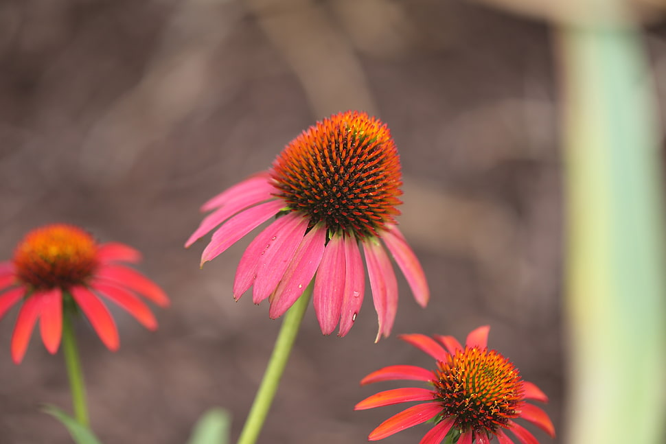 red petaled flower HD wallpaper