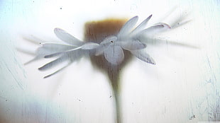 white petaled flower, closeup HD wallpaper