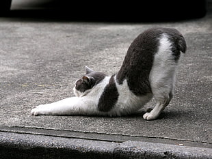white and black short coat cat stretching