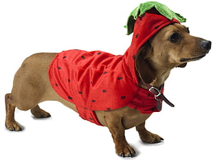 short-coated brown dog with red pet shirt